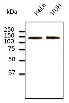 CDH2 / N Cadherin Antibody - Western blot. Endogenous CDH2 detected with CDH2 / N Cadherin antibody at 1:500 dilution. Lysates at 100 ug per lane and rabbit polyclonal to goat IgG (HRP) at 1:10000 dilution.