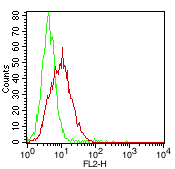 CDH2 / N Cadherin Antibody - Fig-1: Cell Surface FLOW analysis of N-Cadherin in KG1 cells using 0.5 µg of antibody (Clone: 8C11). Green represents isotype control; red represents anti-N Catherine antibody. Goat anti-mouse PE conjugate was used as secondary antibody.
