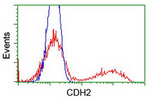 CDH2 / N Cadherin Antibody - HEK293T cells transfected with either overexpress plasmid (Red) or empty vector control plasmid (Blue) were immunostained by anti-CDH2 antibody, and then analyzed by flow cytometry.