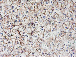 CDH2 / N Cadherin Antibody - IHC of paraffin-embedded Human liver tissue using anti-CDH2 mouse monoclonal antibody.