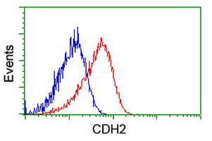 CDH2 / N Cadherin Antibody - Flow cytometry of HeLa cells, using anti-CDH2 antibody (Red), compared to a nonspecific negative control antibody (Blue).