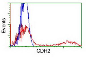 CDH2 / N Cadherin Antibody - HEK293T cells transfected with either overexpress plasmid (Red) or empty vector control plasmid (Blue) were immunostained by anti-CDH2 antibody, and then analyzed by flow cytometry.