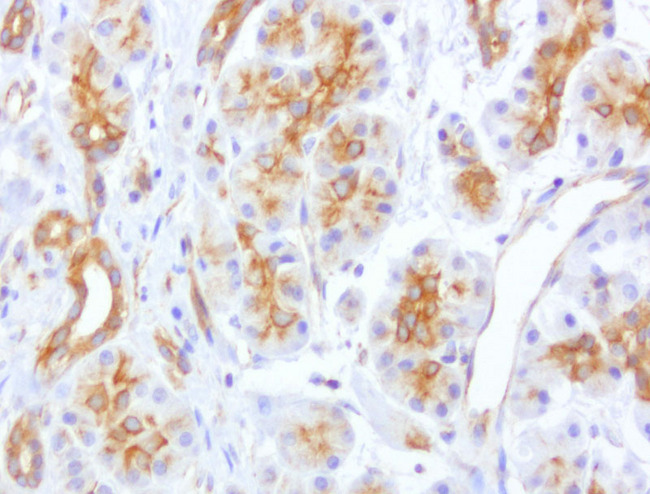 CDH2 / N Cadherin Antibody - Immunohistochemical staining of paraffin-embedded of human pancreas using anti-CDH2 clone UMAB23 mouse monoclonal antibody at 1:400 dilution of 1.0mg/mL using Polink2 Broad HRP DAB detection kit.requires heat-induced epitope retrieval with Citrate pH6.0 in a pressure chamber/cooker high 3min. The image shows gladular cells of the pancreas membraneous and cytoplasmic staining cells.