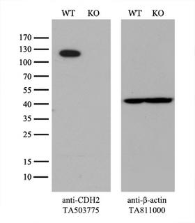 CDH2 / N Cadherin Antibody - Equivalent amounts of cell lysates  and CDH2-Knockout 293T cells  were separated by SDS-PAGE and immunoblotted with anti-CDH2 monoclonal antibody(1:500). Then the blotted membrane was stripped and reprobed with anti-b-actin antibody  as a loading control.