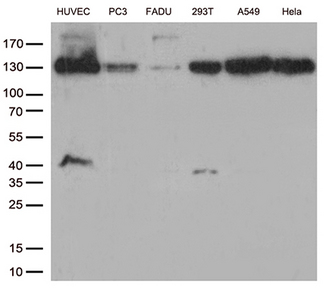 CDH2 / N Cadherin Antibody - Western blot analysis of extracts. (35ug) from 6 cell lines by using anti-CDH2 monoclonal antibody. (1:500)