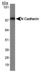 CDH2 / N Cadherin Antibody - N Cadherin Antibody (13A9) - Plasma Membrane Marker - Western blot of N Cadherin expression in mouse brain tissue.  This image was taken for the unconjugated form of this product. Other forms have not been tested.