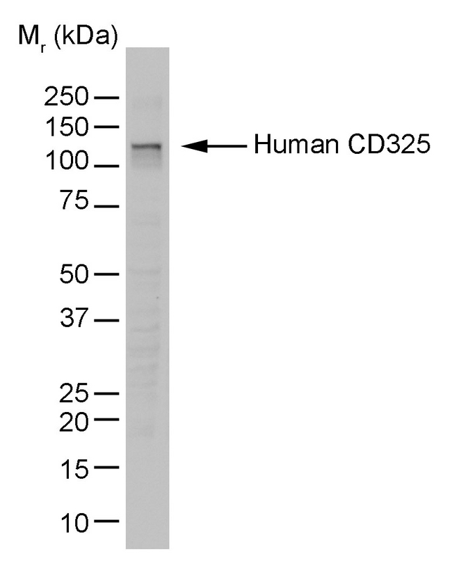 CDH2 / N Cadherin Antibody - HT1080 lysate probed with Mouse anti-Human N-cadherin followed by Rabbit F(ab')<sub>2</sub> anti-Mouse IgG:HRP