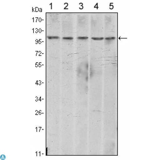 CDH2 / N Cadherin Antibody - Flow cytometric (FCM) analysis of PC-2 cells using N-cadherin Monoclonal Antibody (green) and negative control (purple).