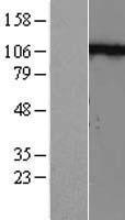 CDH2 / N Cadherin Protein - Western validation with an anti-DDK antibody * L: Control HEK293 lysate R: Over-expression lysate