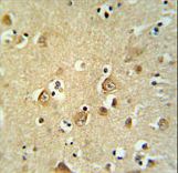 CDH20 / Cadherin 20 Antibody - CDH20 Antibody IHC of formalin-fixed and paraffin-embedded brain tissue followed by peroxidase-conjugated secondary antibody and DAB staining.