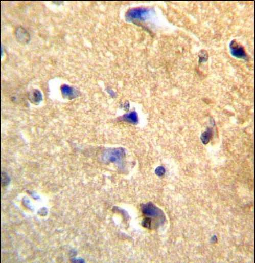 CDH22 / Cadherin 22 Antibody - CDH22 Antibody immunohistochemistry of formalin-fixed and paraffin-embedded human brain tissue followed by peroxidase-conjugated secondary antibody and DAB staining.