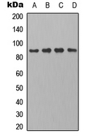 CDH22 / Cadherin 22 Antibody - Western blot analysis of PB Cadherin expression in HeLa (A); 3T3 (B); mouse heart (C); rat brain (D) whole cell lysates.