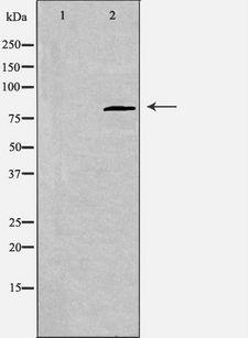 CDH22 / Cadherin 22 Antibody - Western blot analysis of extracts of rat brain cells using CDH22 antibody. The lane on the left is treated with the antigen-specific peptide.