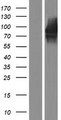 CDH22 / Cadherin 22 Protein - Western validation with an anti-DDK antibody * L: Control HEK293 lysate R: Over-expression lysate