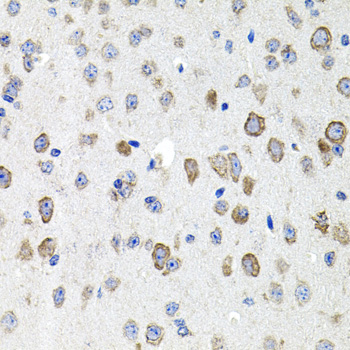 CDH23 / Cadherin 23 Antibody - Immunohistochemistry of paraffin-embedded mouse brain tissue.