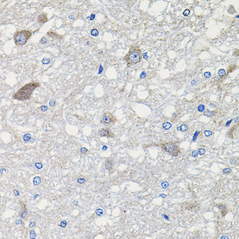 CDH23 / Cadherin 23 Antibody - Immunohistochemistry of paraffin-embedded rat brain tissue.