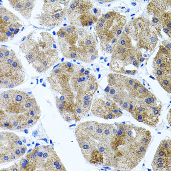 CDH23 / Cadherin 23 Antibody - Immunohistochemistry of paraffin-embedded human stomach tissue.