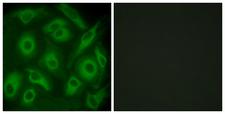 CDH23 / Cadherin 23 Antibody - Peptide - + Immunofluorescence analysis of HeLa cells, using CDH23 antibody.