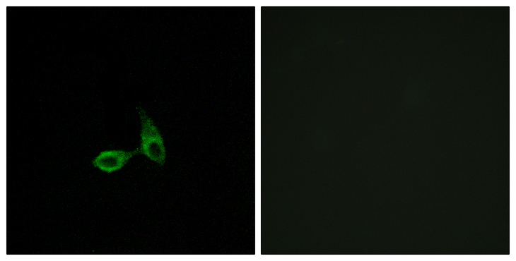 CDH24 / EY Cadherin Antibody - Immunofluorescence analysis of HepG2 cells, using CDH24 Antibody. The picture on the right is blocked with the synthesized peptide.