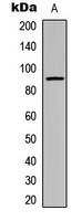 CDH24 / EY Cadherin Antibody - Western blot analysis of Cadherin 24 expression in SHSY5Y (A) whole cell lysates.