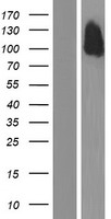 CDH24 / EY Cadherin Protein - Western validation with an anti-DDK antibody * L: Control HEK293 lysate R: Over-expression lysate