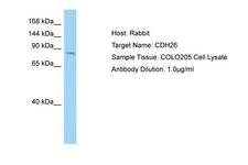 CDH26 / Cadherin 26 Antibody -  This image was taken for the unconjugated form of this product. Other forms have not been tested.