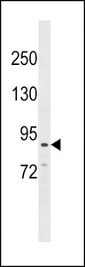 CDH26 / Cadherin 26 Antibody - CDH26 Antibody western blot of 293 cell line lysates (35 ug/lane). The CDH26 antibody detected the CDH26 protein (arrow).