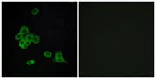 CDH26 / Cadherin 26 Antibody - Peptide - + Immunofluorescence analysis of MCF-7 cells, using CDH26 antibody.