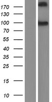 CDH26 / Cadherin 26 Protein - Western validation with an anti-DDK antibody * L: Control HEK293 lysate R: Over-expression lysate