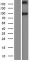 CDH26 / Cadherin 26 Protein - Western validation with an anti-DDK antibody * L: Control HEK293 lysate R: Over-expression lysate