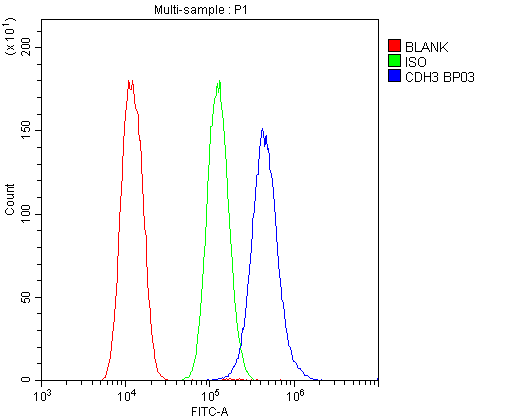 CDH3 / P-Cadherin Antibody - Flow Cytometry analysis of U20S cells using anti-P cadherin antibody. Overlay histogram showing U20S cells stained with anti-P cadherin antibody (Blue line). The cells were blocked with 10% normal goat serum. And then incubated with rabbit anti-P cadherin Antibody (1µg/10E6 cells) for 30 min at 20°C. DyLight®488 conjugated goat anti-rabbit IgG (5-10µg/10E6 cells) was used as secondary antibody for 30 minutes at 20°C. Isotype control antibody (Green line) was rabbit IgG (1µg/10E6 cells) used under the same conditions. Unlabelled sample (Red line) was also used as a control.
