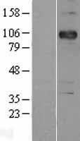 CDH3 / P-Cadherin Protein - Western validation with an anti-DDK antibody * L: Control HEK293 lysate R: Over-expression lysate