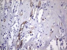 CDH4 / R Cadherin Antibody - Immunohistochemical staining of paraffin-embedded Human Kidney tissue within the normal limits using anti-CDH4 mouse monoclonal antibody. (Heat-induced epitope retrieval by 1 mM EDTA in 10mM Tris, pH8.5, 120C for 3min,