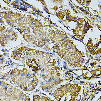 CDH6 / K Cadherin Antibody - Immunohistochemistry of paraffin-embedded human stomach tissue.