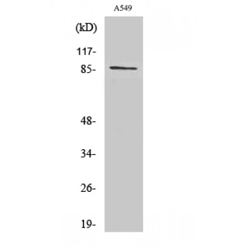 CDH7 / Cadherin 7 Antibody - Western blot of Cadherin-7 antibody