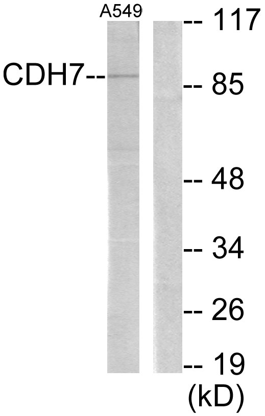 CDH7 / Cadherin 7 Antibody - Western blot analysis of lysates from A549 cells, using CDH7 Antibody. The lane on the right is blocked with the synthesized peptide.