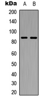 CDH7 / Cadherin 7 Antibody - Western blot analysis of Cadherin 7 expression in K562 (A); NIH3T3 (B) whole cell lysates.