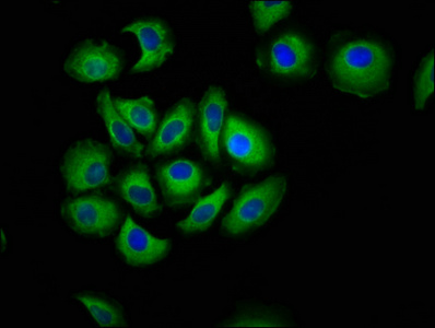 CDH7 / Cadherin 7 Antibody - Immunofluorescence staining of A549 cells at a dilution of 1:133, counter-stained with DAPI. The cells were fixed in 4% formaldehyde, permeabilized using 0.2% Triton X-100 and blocked in 10% normal Goat Serum. The cells were then incubated with the antibody overnight at 4 °C.The secondary antibody was Alexa Fluor 488-congugated AffiniPure Goat Anti-Rabbit IgG (H+L) .