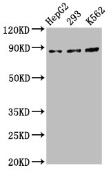 CDH7 / Cadherin 7 Antibody - Positive Western Blot detected in HepG2 whole cell lysate, 293 whole cell lysate, K562 whole cell lysate. All lanes: CDH7 antibody at 5.5 µg/ml Secondary Goat polyclonal to rabbit IgG at 1/50000 dilution. Predicted band size: 88 KDa. Observed band size: 88 KDa