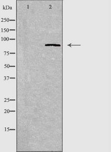 CDH7 / Cadherin 7 Antibody - Western blot analysis of extracts of A549 cells using CDH7 antibody. The lane on the left is treated with the antigen-specific peptide.