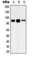 CDH8 / Cadherin 8 Antibody - Western blot analysis of Cadherin 8 expression in U87MG (A); HeLa (B); SHSY5Y (C) whole cell lysates.