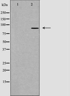 CDH8 / Cadherin 8 Antibody - Western blot analysis of extracts of RAW264.7 cells using CDH8 antibody. The lane on the left is treated with the antigen-specific peptide.