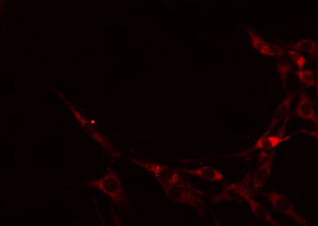 CDH8 / Cadherin 8 Antibody - Staining RAW264.7 cells by IF/ICC. The samples were fixed with PFA and permeabilized in 0.1% Triton X-100, then blocked in 10% serum for 45 min at 25°C. The primary antibody was diluted at 1:200 and incubated with the sample for 1 hour at 37°C. An Alexa Fluor 594 conjugated goat anti-rabbit IgG (H+L) Ab, diluted at 1/600, was used as the secondary antibody.