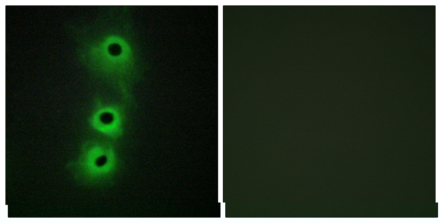 CDH8 / Cadherin 8 Antibody - Peptide - + Immunofluorescence analysis of COS7 cells, using CDH8 antibody.