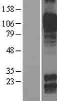 CDH8 / Cadherin 8 Protein - Western validation with an anti-DDK antibody * L: Control HEK293 lysate R: Over-expression lysate