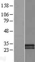 CDHR4 / CDH29 Protein - Western validation with an anti-DDK antibody * L: Control HEK293 lysate R: Over-expression lysate