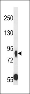 CDHR5 / MUCDHL Antibody - MUPCDH Antibody western blot of A549 cell line lysates (35 ug/lane). The MUPCDH antibody detected the MUPCDH protein (arrow).