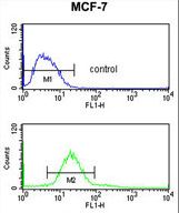 CDIPT Antibody - CDIPT Antibody flow cytometry of MCF-7 cells (bottom histogram) compared to a negative control cell (top histogram). FITC-conjugated goat-anti-rabbit secondary antibodies were used for the analysis.