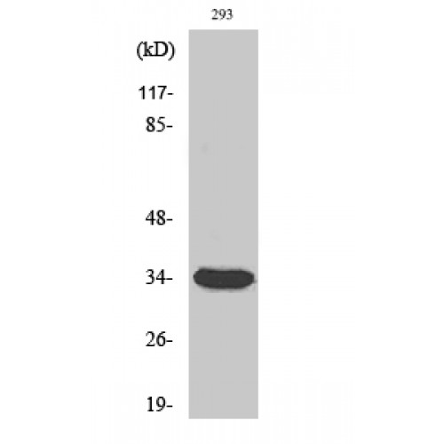 CDK1 / CDC2 Antibody - Western blot of Cdc2 antibody