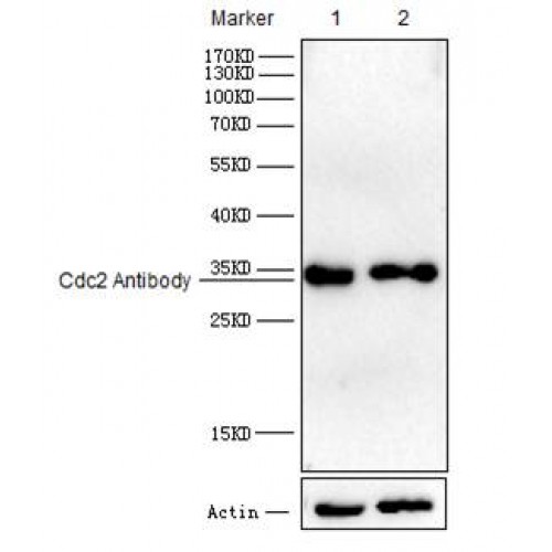 CDK1 / CDC2 Antibody - Western blot of Cdc2 antibody